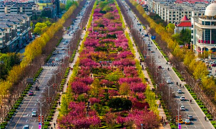 鹤壁樱花节是什么时候